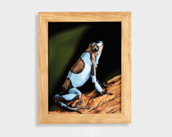 Oophaga histrionica blue photograph of frog on wood framed.