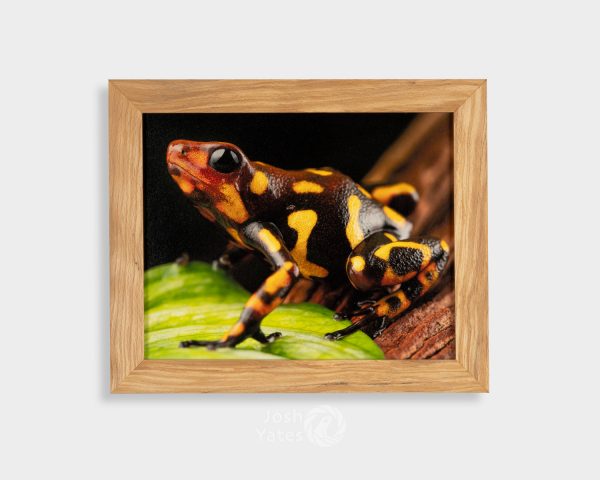 Oophaga histrionica Red Head Large Form frog on leaf - framed photo print
