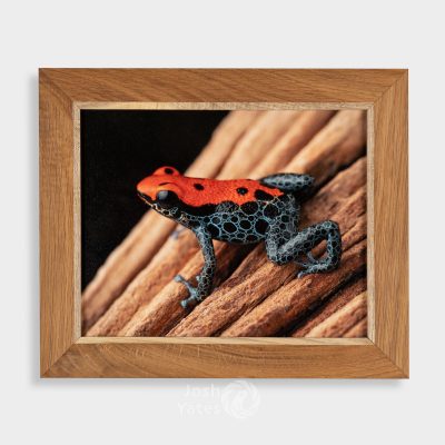 Ranitomeya reticulata striped - red and blue frog on wood photo print in frame