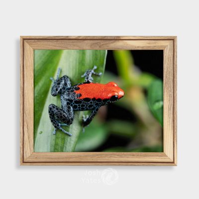 Ranitomeya reticulata photograph in wooden frame on brown wall