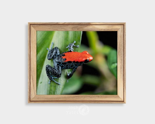 Ranitomeya reticulata photograph in wooden frame on brown wall