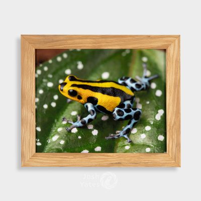 Ranitomey sirensis 'highland' frog on leaf - photograph in wooden frame