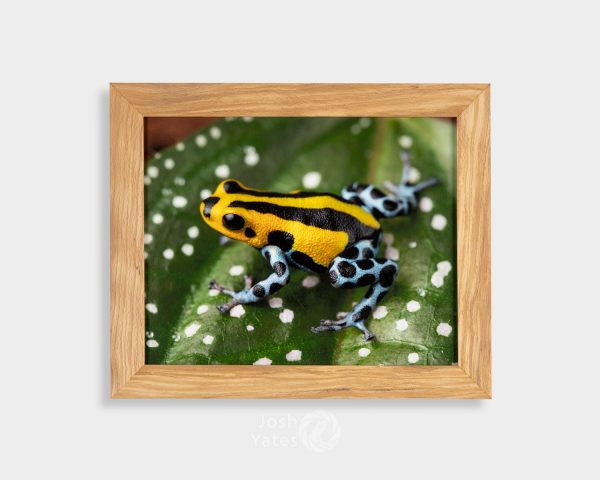 Ranitomey sirensis 'highland' frog on leaf - photograph in wooden frame
