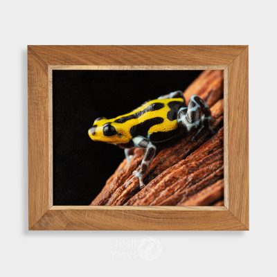 Ranitomeya sirensis side view on wood - photograph in wooden frame