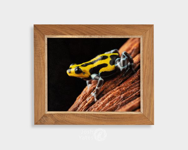 Ranitomeya sirensis side view on wood - photograph in wooden frame