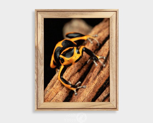 Framed photo of Ranitomeya summersi 'sauce' in wooden frame