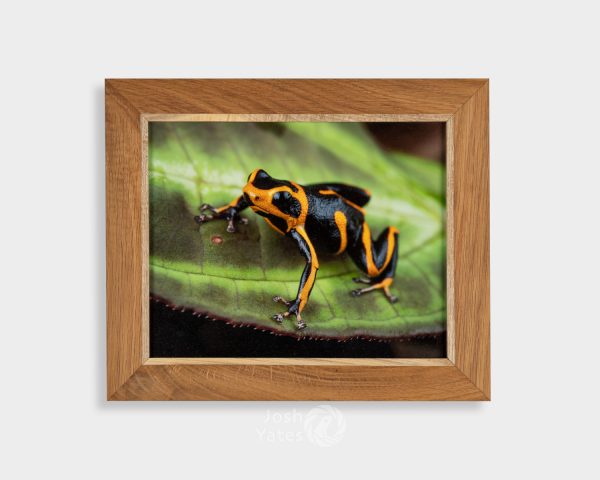 Photograph of Ranitomeya summersi 'sauce' in a wooden frame mounted on wall