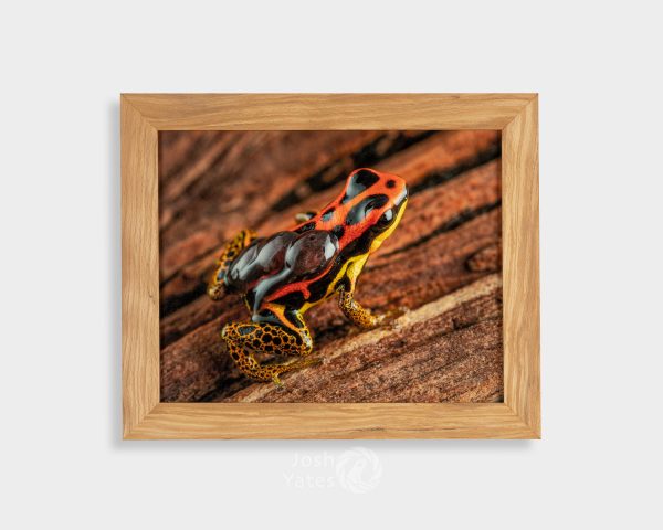 Ranitomeya uakarii with tadpoles photograph print in frame