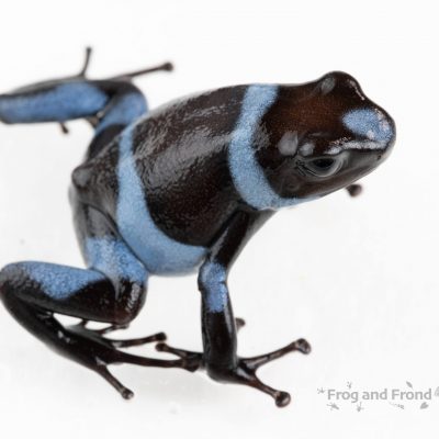 Oophaga histrionica blue male side view on white background