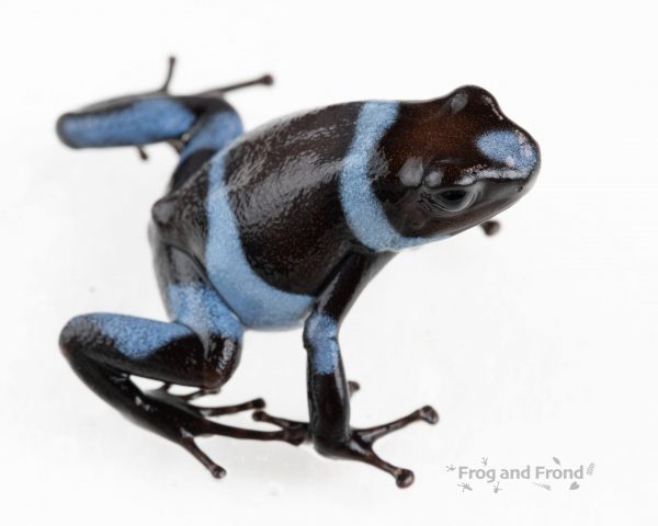 Oophaga histrionica blue male side view on white background