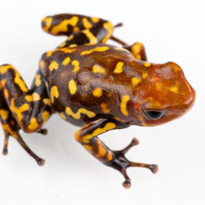 Oophaga histrionica 'Red Head' Brown frog with bright yellow spots and red head on white background