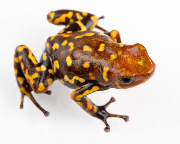 Oophaga histrionica 'Red Head' Brown frog with bright yellow spots and red head on white background