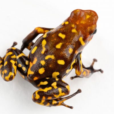 Oophaga histrionica 'Red Head' yellow spotted frog with red head on white background
