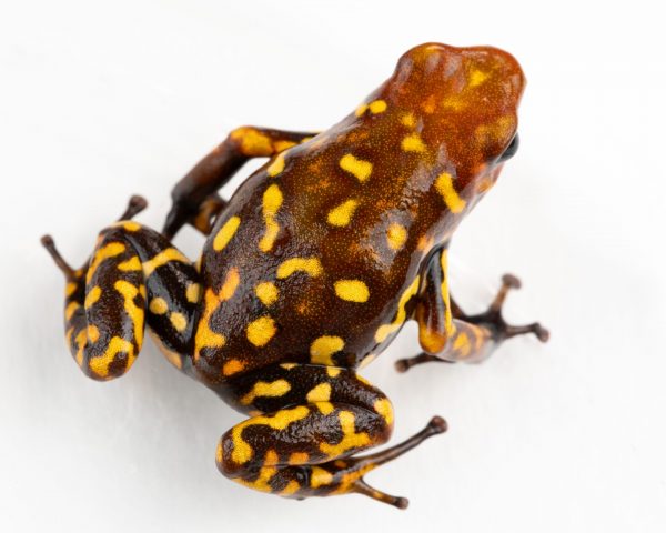 Oophaga histrionica 'Red Head' yellow spotted frog with red head on white background