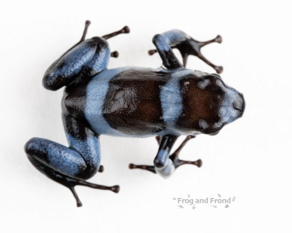 Oophaga histrionica Blue top view of frog on white background