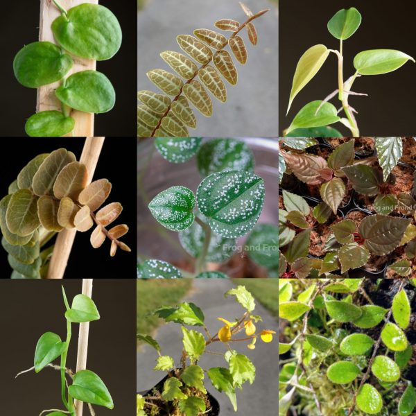 9 species vivarium plant package