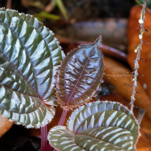 Close-up of Monolena dressleri in vivarium