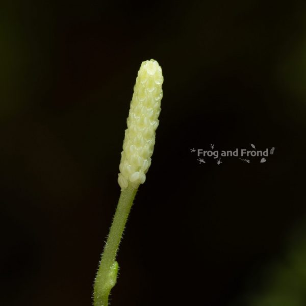 Flower spike of Peperomia reptans