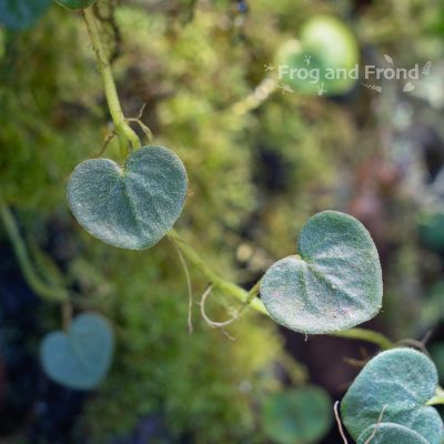 Heart shaped leaves of Peperomia reptans