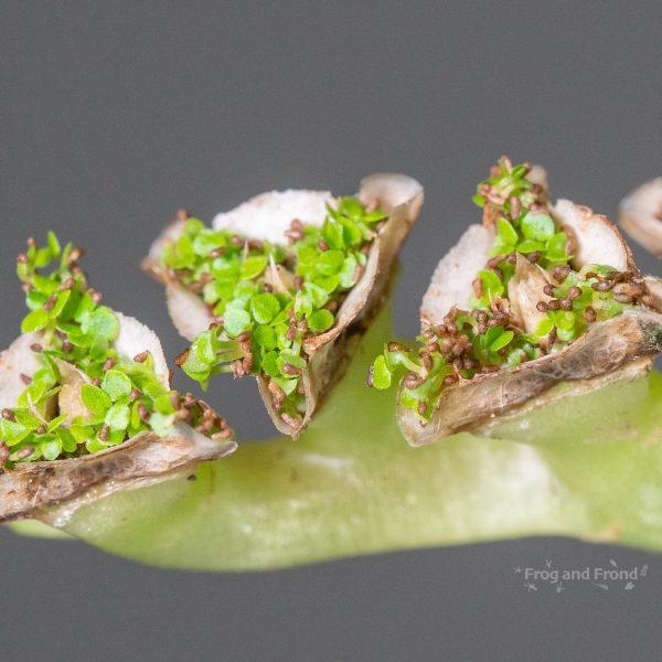 Monolena dressleri Seed Pods