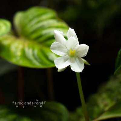 Monolena dressleri in bloom