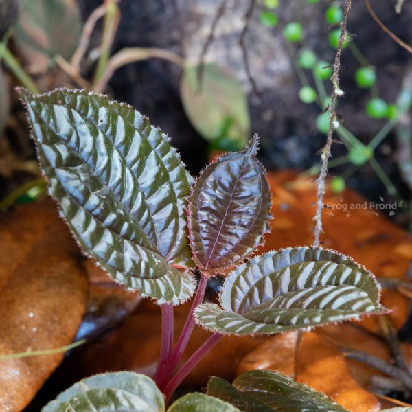 Monolena dressleri in vivarium