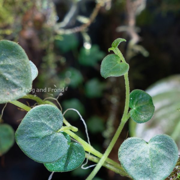 New growth on Peperomia reptans