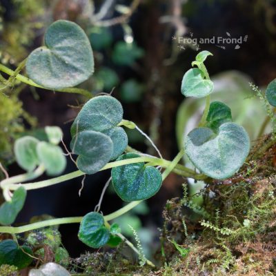 Peperomia reptans in the vivarium