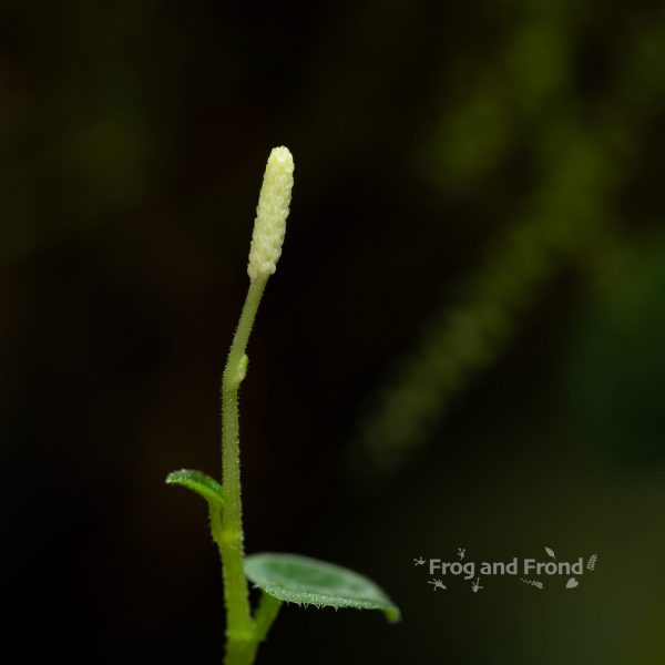 Peperomia reptans inflorescence