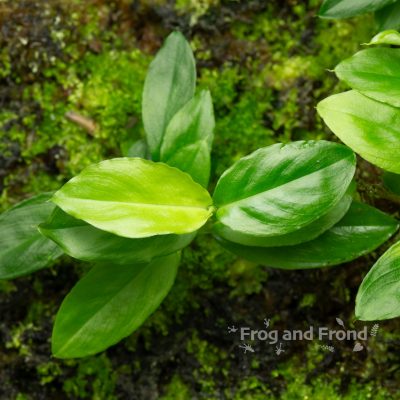 Close up of Philodendron sp. 'Dwarf Peru'