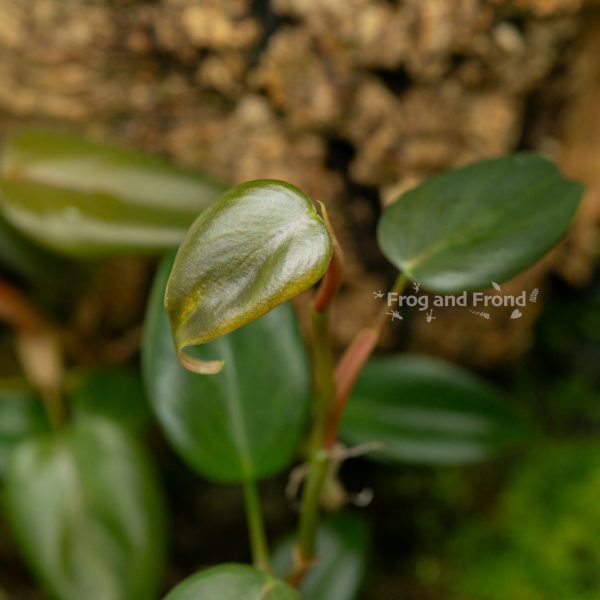 Close-up of a leaf of Philodendron aff. pteropus 'Mini'