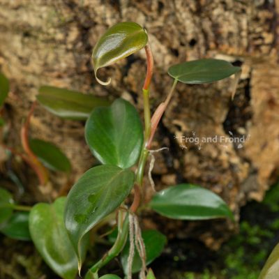 Example of Philodendron aff. pteropus 'Mini' available