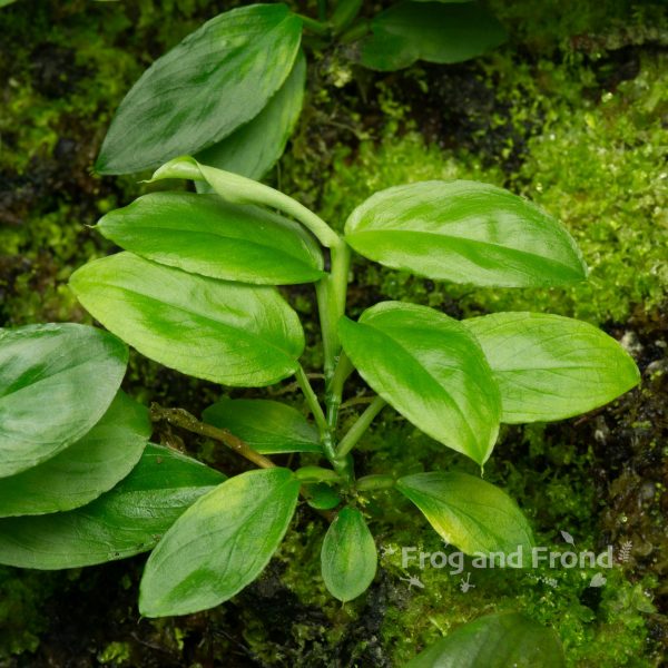 Example of Philodendron sp. 'Dwarf Peru' available