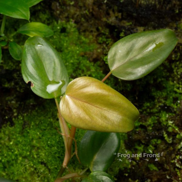 Fresh leaf on Philodendron aff. pteropus 'Mini'