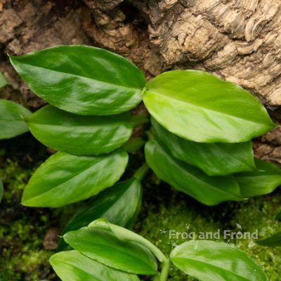 Philodendron sect. Pteromischum sp. 'Dwarf Peru' shingling up cork bark