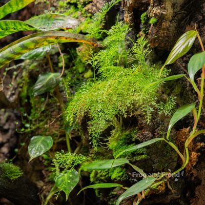 Asplenium sp. 'Thread Leaf' growing in the vivarium