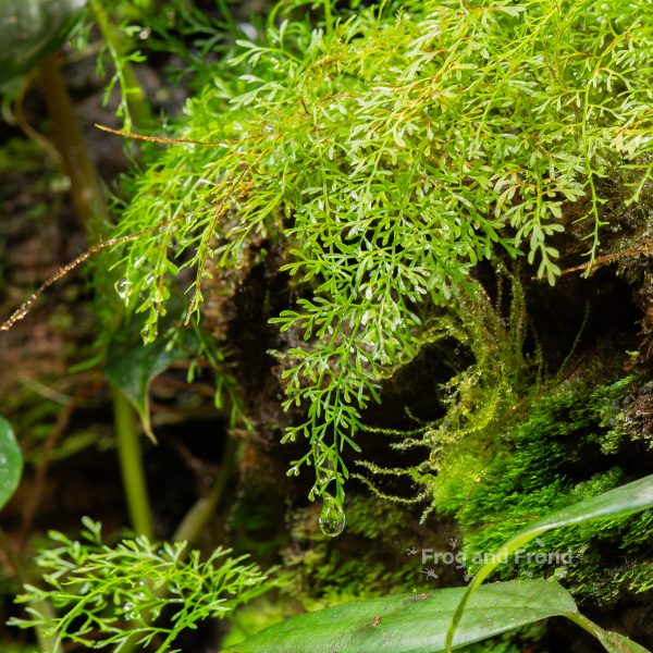 Close-up of Asplenium sp. 'Thread Leaf'