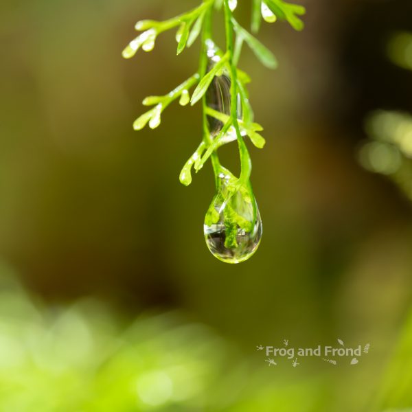 Close-up of water droplet on Asplenium sp. 'Thread Leaf'