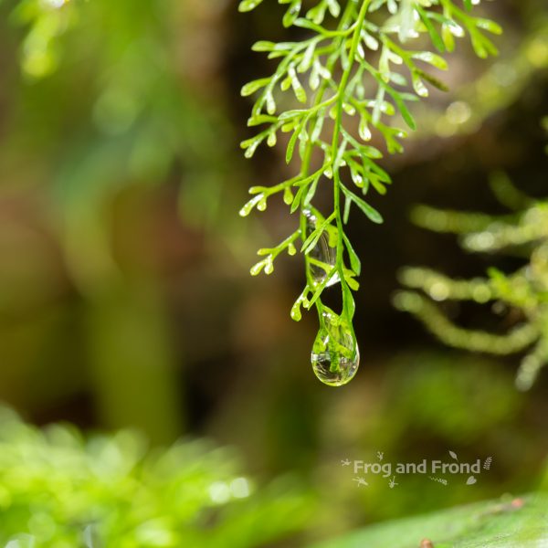 Water droplet on Asplenium sp. 'Thread Leaf'