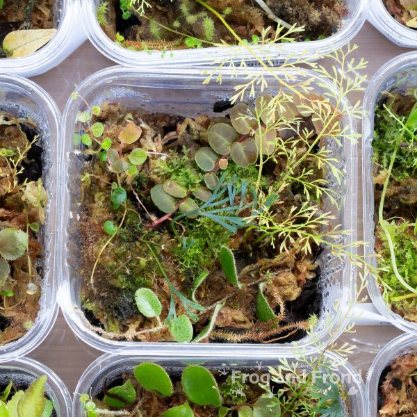 Example 3 of Moss & Fern Medley Cup
