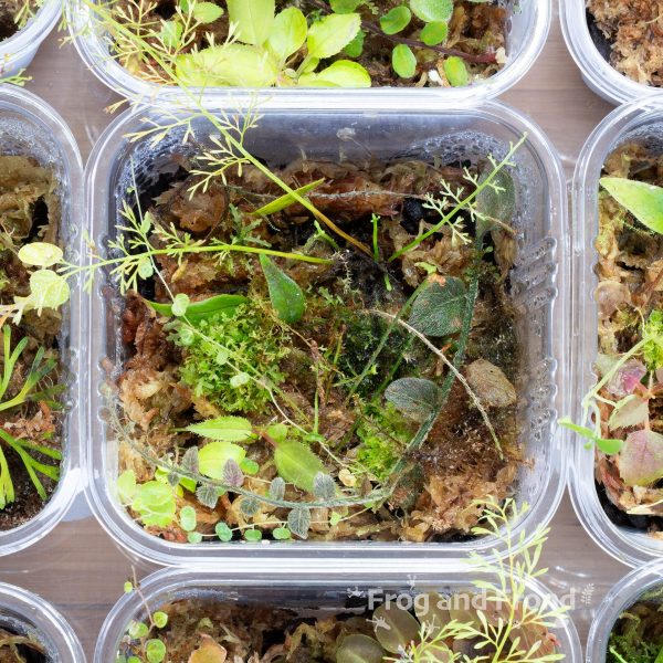 Example 4 of Moss & Fern Medley Cup