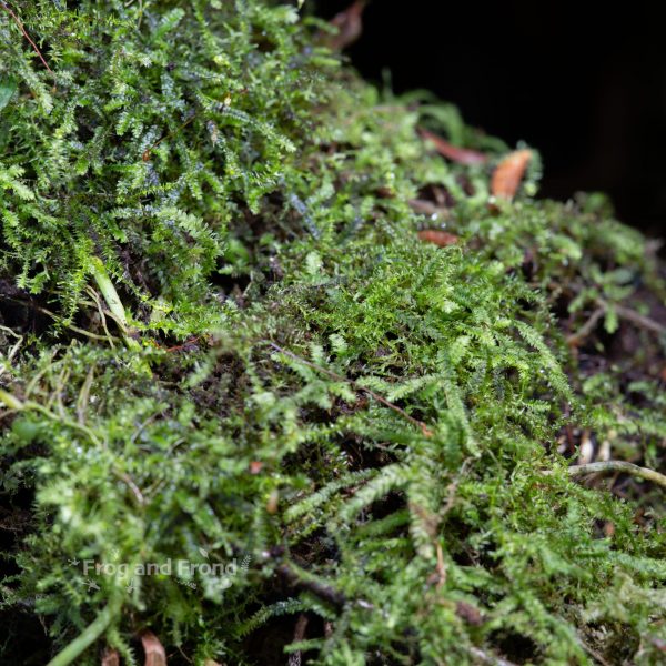 A couple of species of mosses growing together on driftwood
