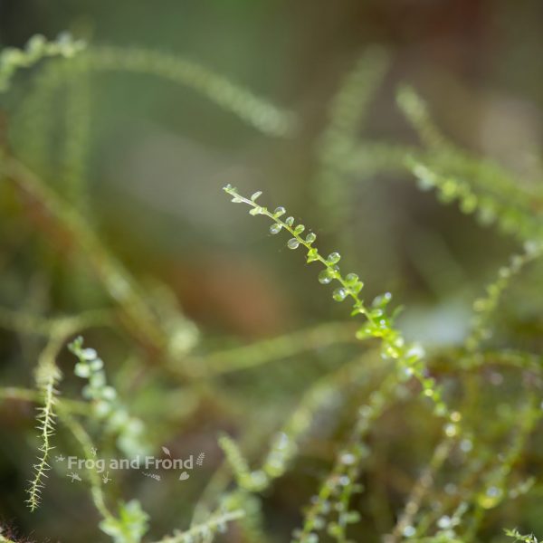 Close up of a strand of live vivarium moss #3