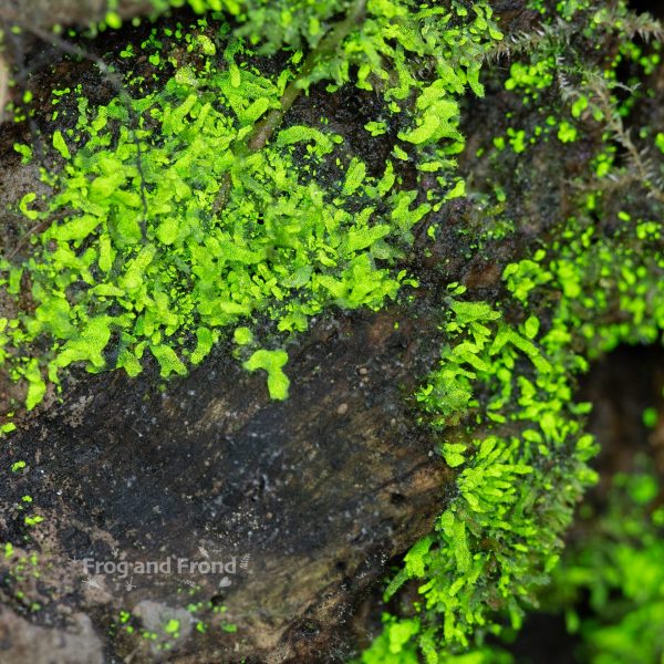 Close up of live liverwort #2