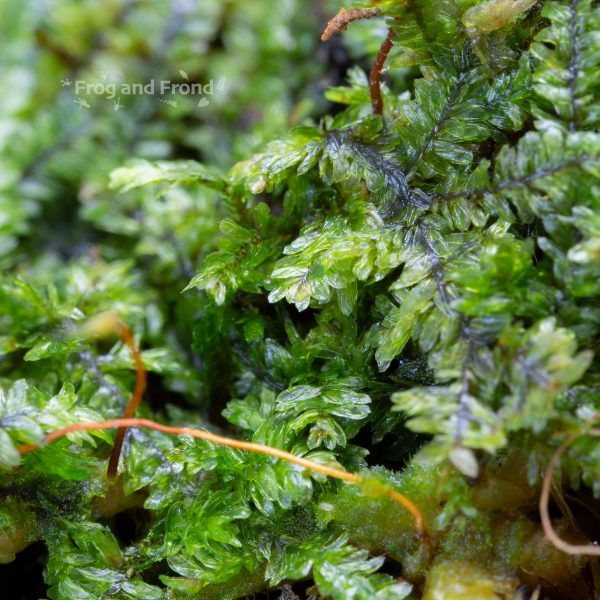 Close up of live vivarium moss #1