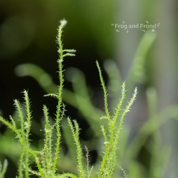 Close up of live vivarium moss #4