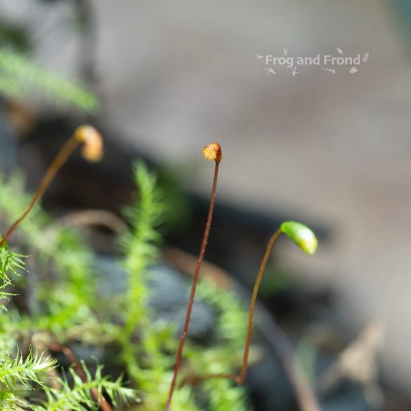 Close up of sporophytes of live vivarium moss #2