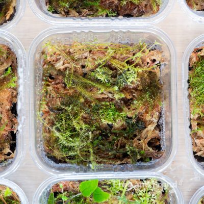 Example of Frog and Frond Bryophyte Starter Cup