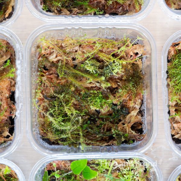 Example of Frog and Frond Bryophyte Starter Cup