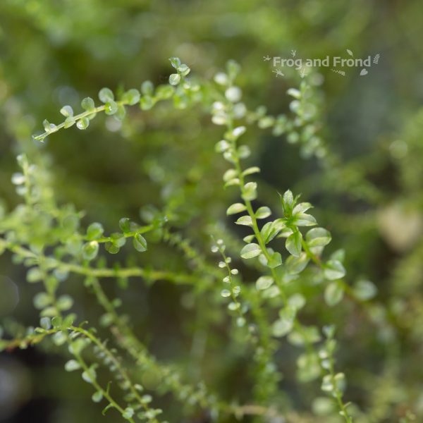 Leaves of live vivarium moss #3